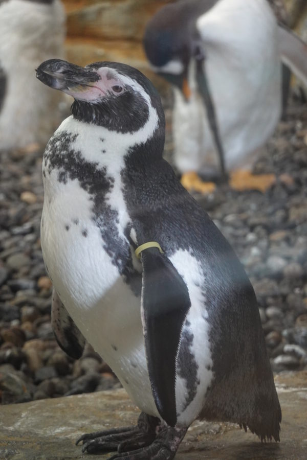 旭山動物園 ペンギン館を実地レポート 泳ぐのが一番早いペンギンは Shoの旭川ぶらり一人旅
