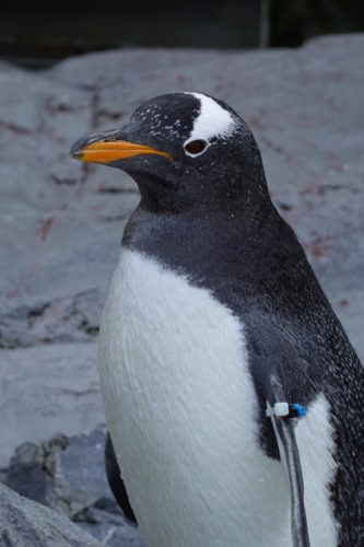 旭山動物園 ペンギン館を実地レポート 泳ぐのが一番早いペンギンは Shoの旭川ぶらり一人旅