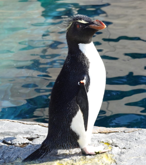 皇帝 ペンギン 寿命 皇帝ペンギンの生態についての質問です 皇帝ペンギンの夫婦たちは 子
